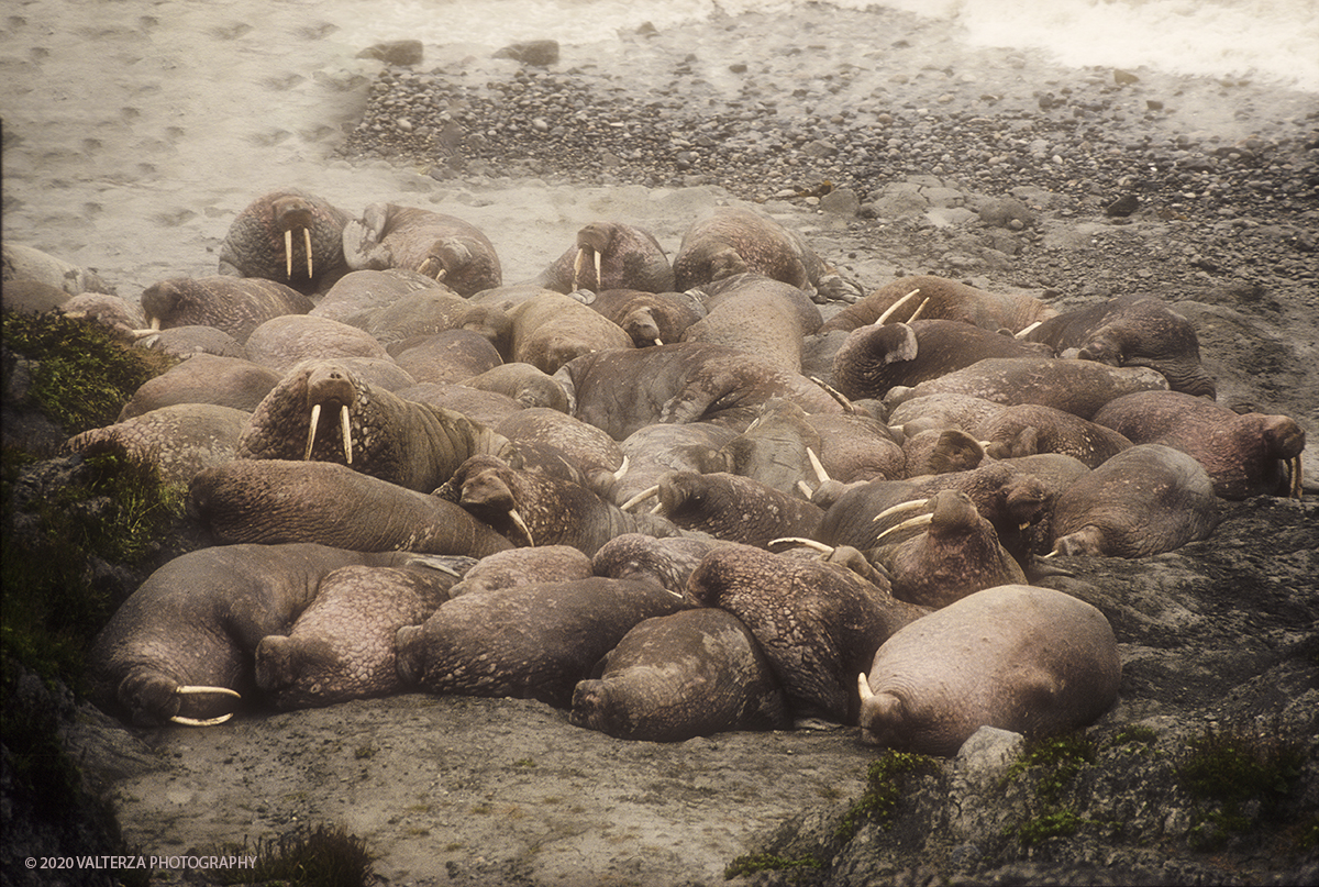 49 SIBERIA.jpg - Luglio/Agosto 1992. Siberia, terra dei Chukchi. Nell'oceano artico  125 Km a nord-est della penisola dei Chukchi (Siberia) c'Ã¨ l'isola di Wrangel, essa ospita piÃ¹ del doppio di specie vegetali (417) di qualsiasi territorio artico a paritÃ  di superficie nonchÃ¨ 30 specie diverse di uccelli oltre ad orsi polari, foche e trichechi ; per questo motivo   Ã¨ stata proclamata patrimonio dell'umanitÃ  dall'UNESCO. Nella foto parco naturale dell'Isola di Arakamchechen, colonia di trichechi, animali protetti.